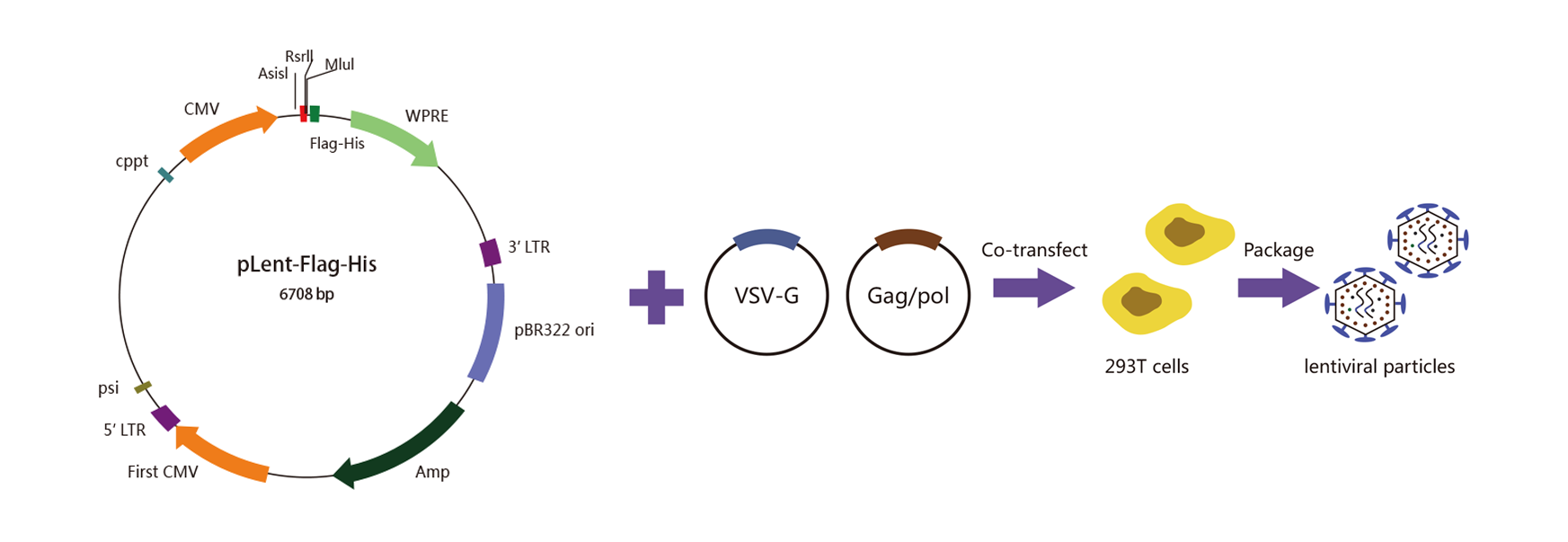 维真生物-二代慢病毒包装系统示意图