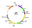 plasmid-microRNA